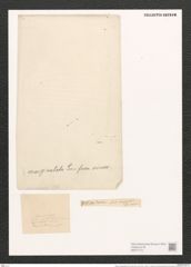 Nitzschia marginulata forma minuta Grun. (de-Toni-Nr.: Genus 47, Species 2016) Zeichnungen Sammlung Grunow (NHMW-BOT-W0371772)